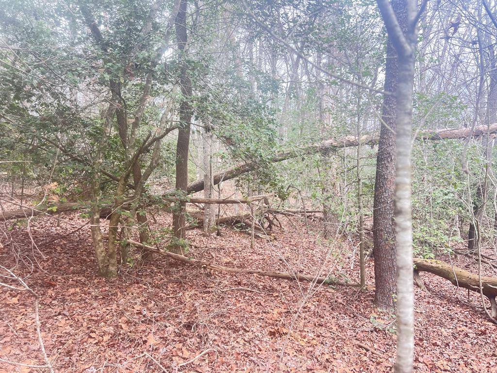 Epworth, GA 30541,C Ponderosa