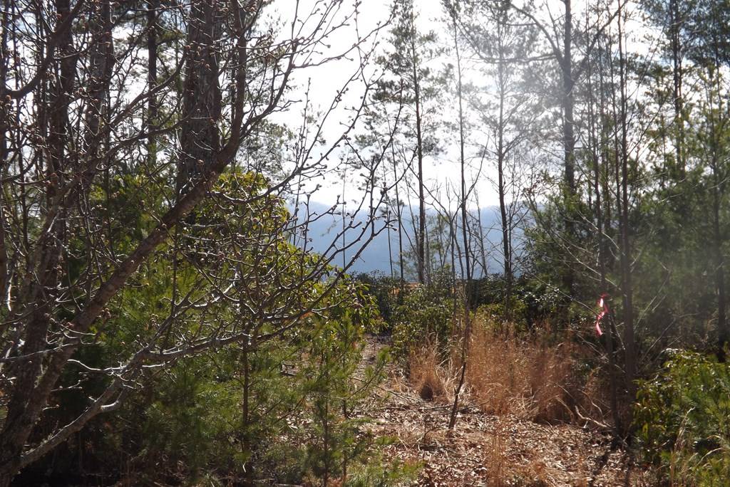 Young Harris, GA 30582,LOT 51 Ray Drive Dblsprings