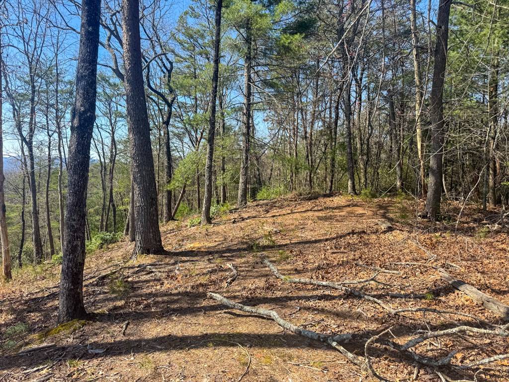Mineral Bluff, GA 30559,Lot 55 Mountain Laurel Ridge