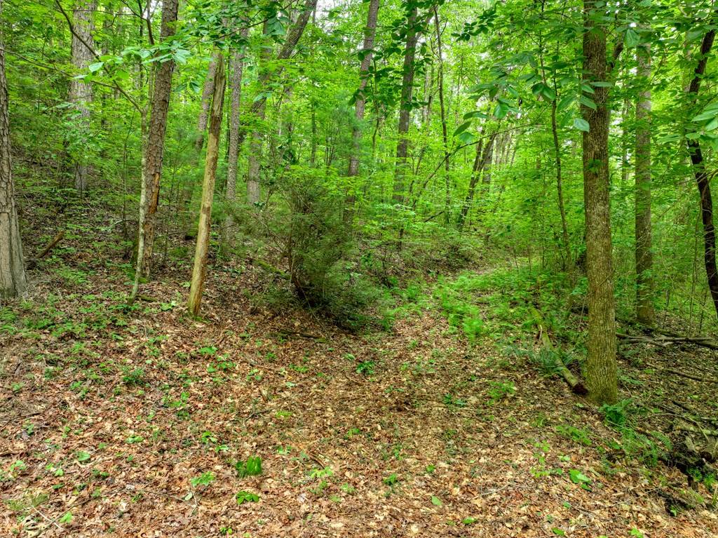 Ellijay, GA 30540,L 5,6& 7 Mountain Springs Road