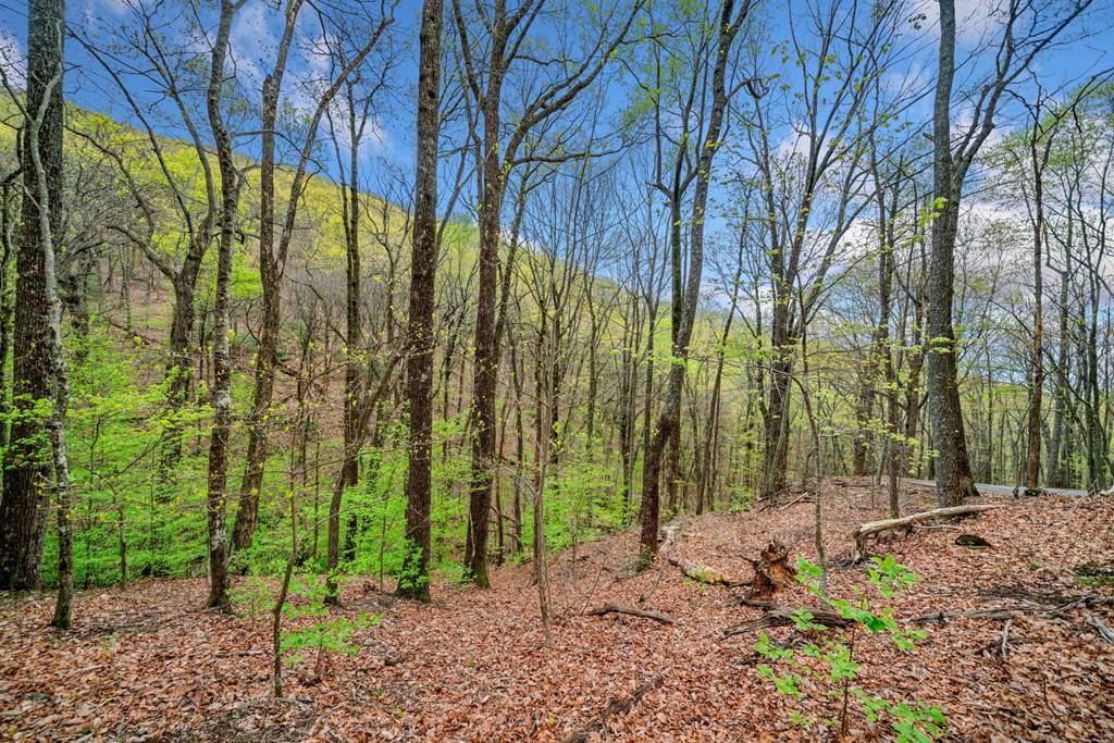 Jasper, GA 30143,0 Sassafras Mountain Trail