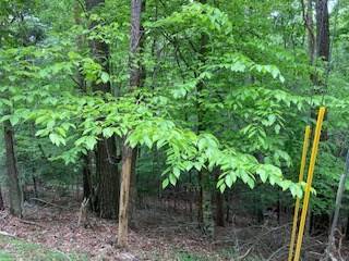 Ellijay, GA 30540,00 Lemmon Lane