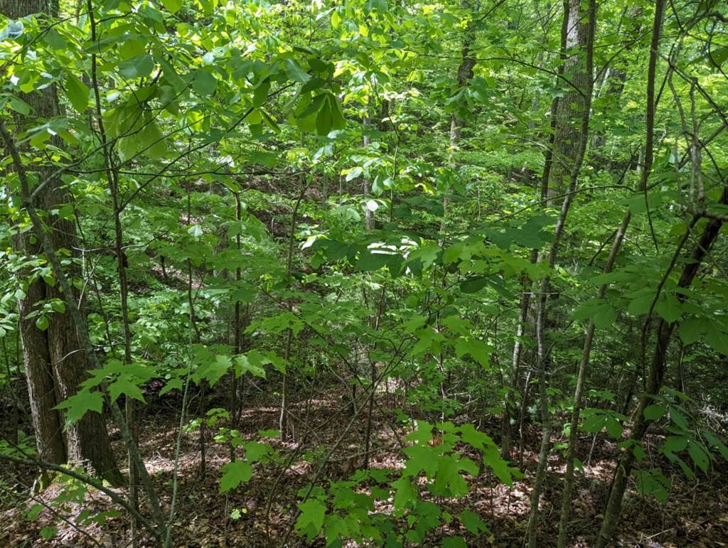 Brasstown, NC 28902,TBD Heritage Trail