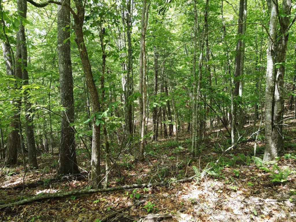 Morganton, GA 30560,Lot F-1 Bruce Mountain Road