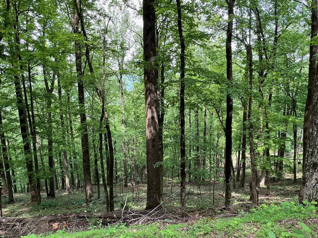 Ellijay, GA 30336,M164 Walnut Ridge
