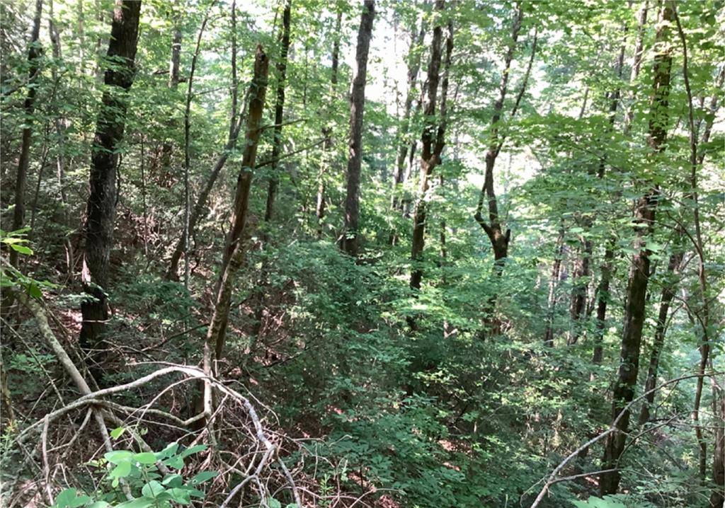 Ellijay, GA 30540,Lot 197 Dowel Circle