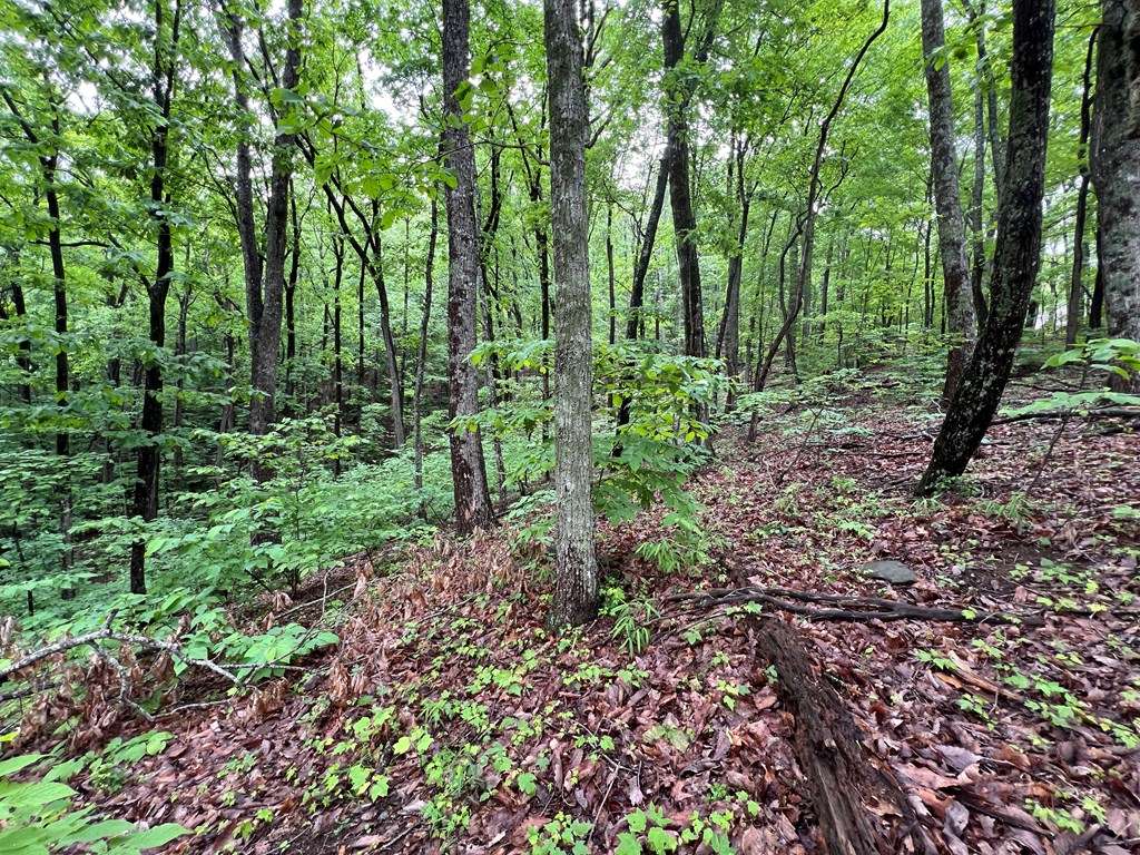 Jasper, GA 30143,245 Sassafras Mountain Trail