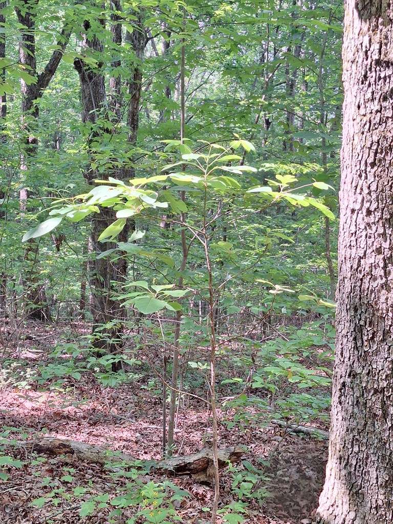 Blue Ridge, GA 30513,0 Sunrock Mountain Trc