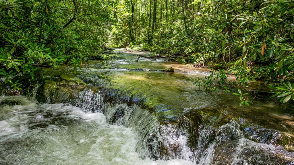 Ellijay, GA 30540,10323 Grassy Mountain Road