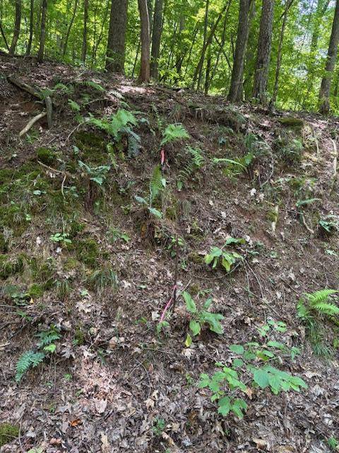 Ellijay, GA 30536,0 Mountain View Court