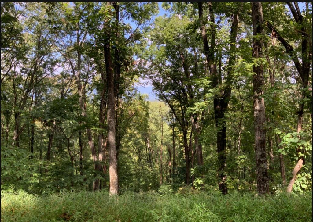 Ellijay, GA 30536,LT M177 Walnut Ridge