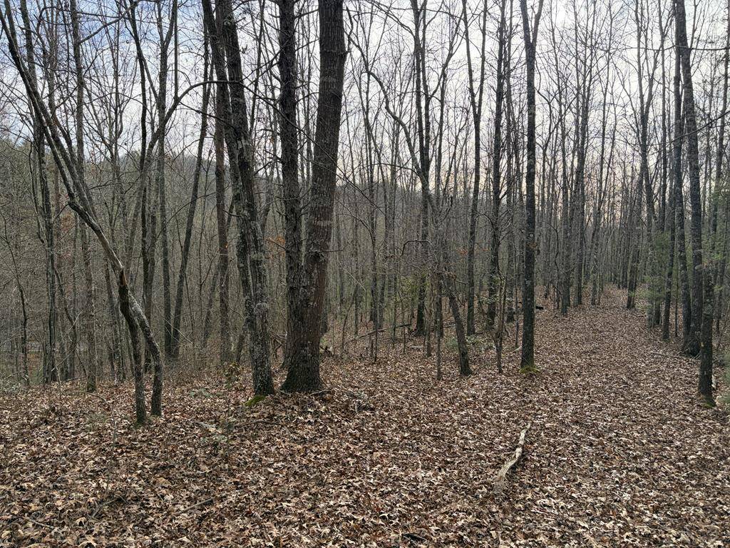 Mineral Bluff, GA 30559,83 Acres Cutcane Road