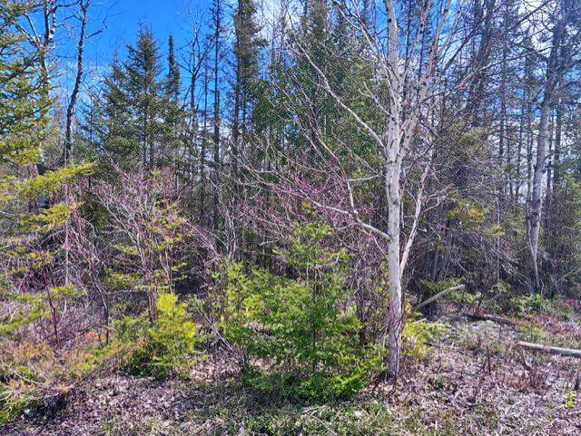 Presque Isle, MI 49777,Lot 338 County Rd. 638