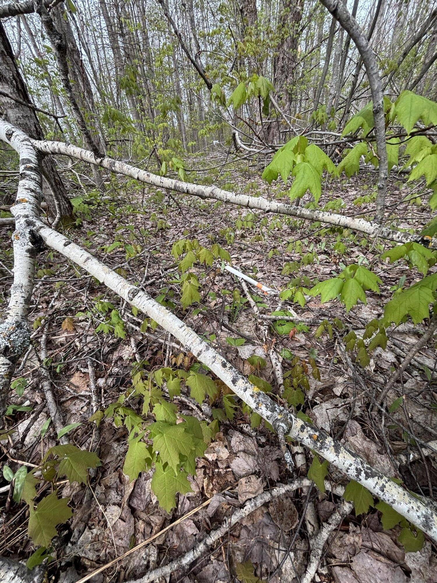 Gaylord, MI 49735,VL Lot 376 Forestview CIR Circle