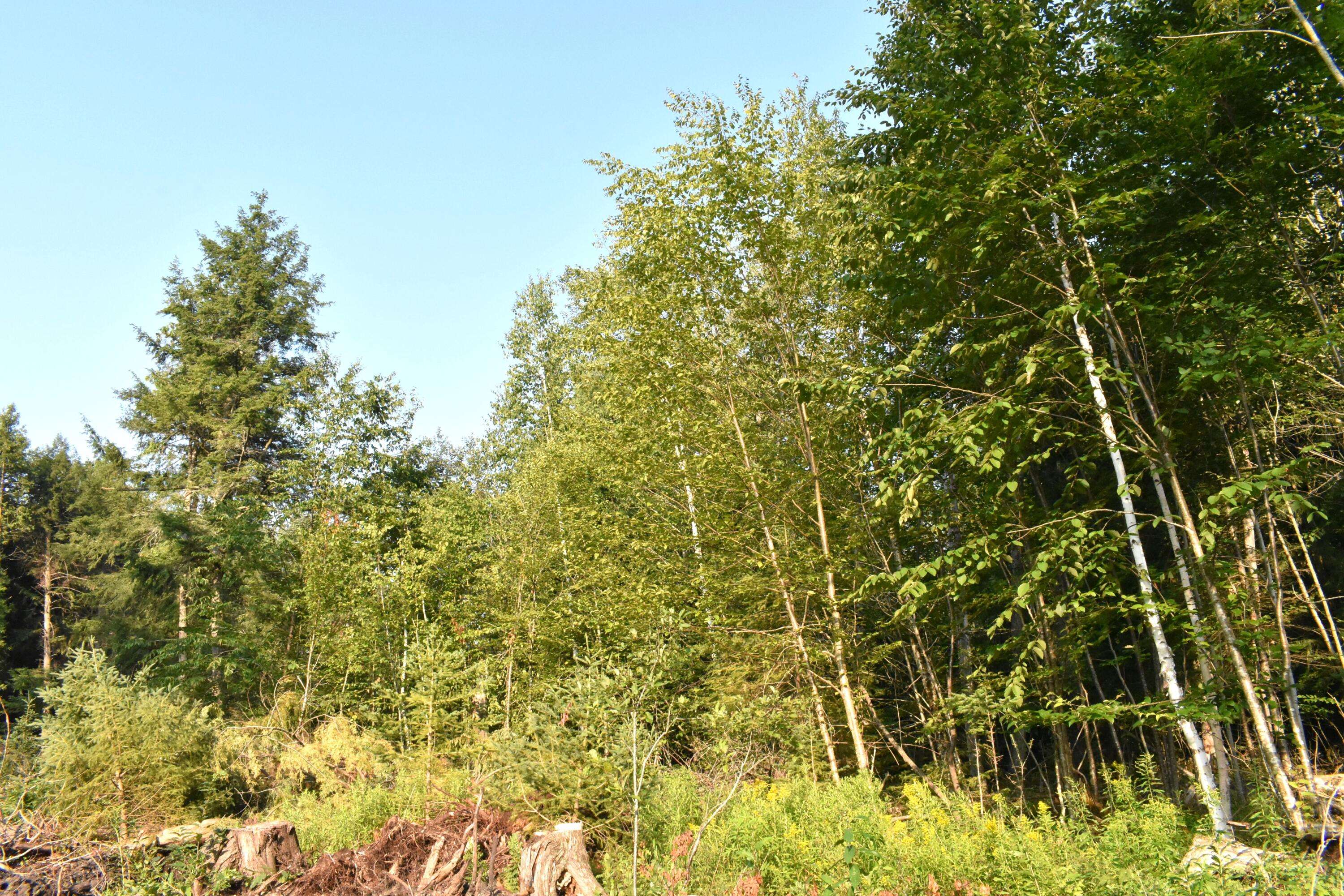 Wolverine, MI 49799,Parcel B 8993 S. Straits HWY Highway