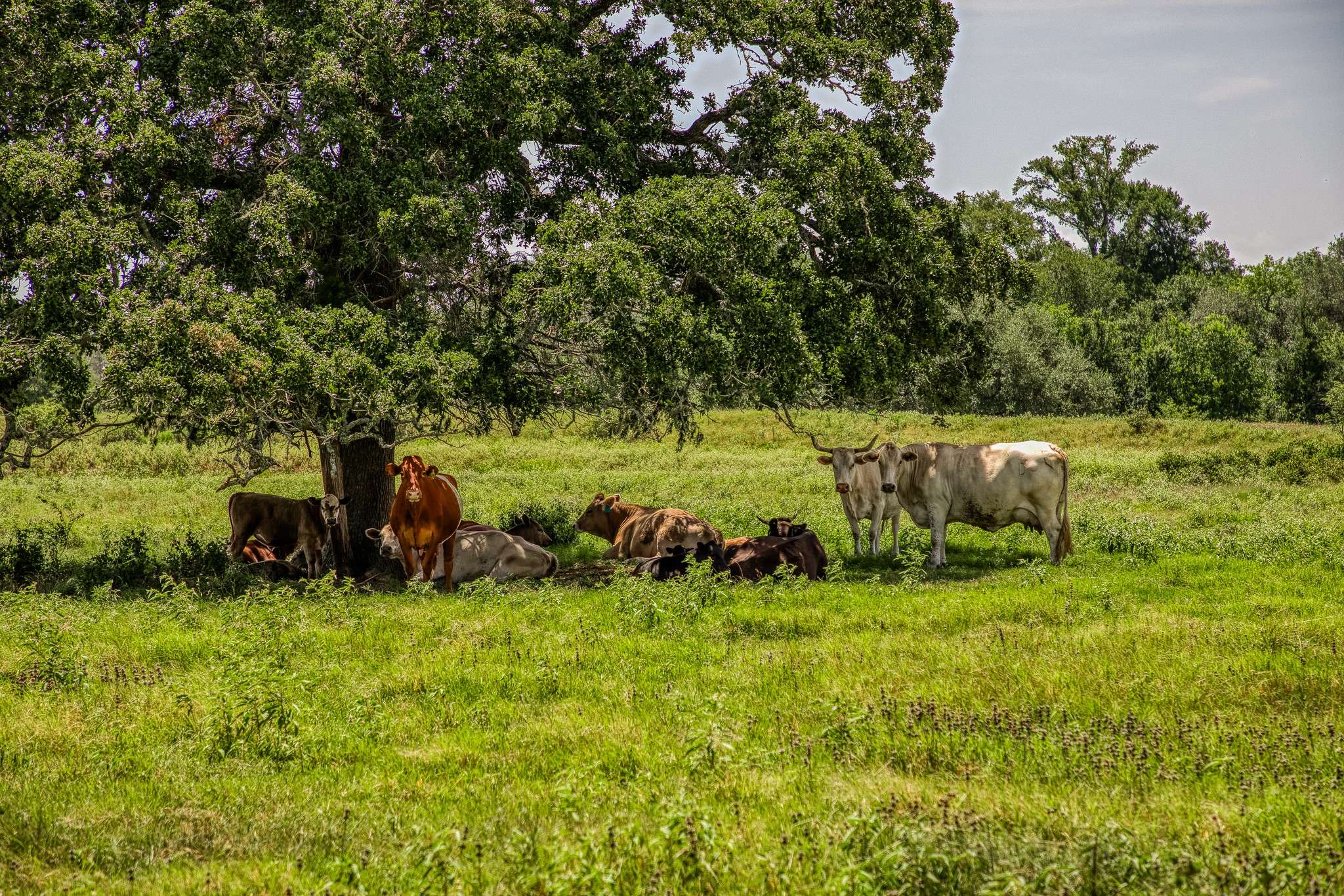 Ledbetter, TX 78946,555 Albers RD