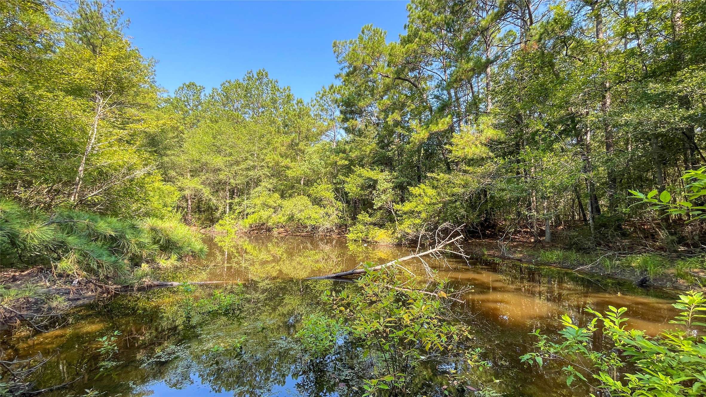 Kirbyville, TX 75966,1164 County Road 3064