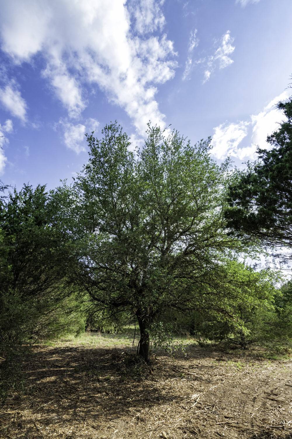 Carmine, TX 78932,405 Vineyard View Trail - Lot 5