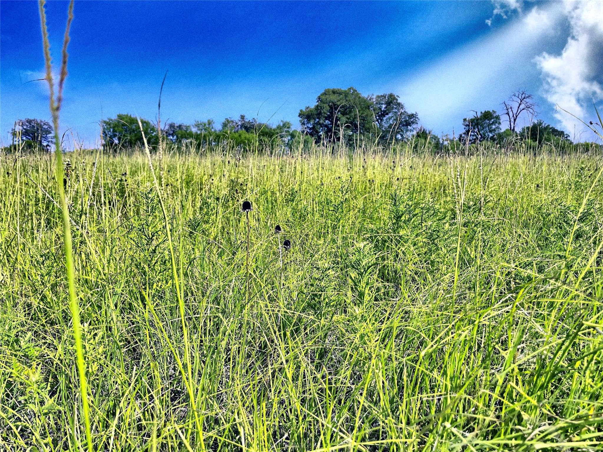 Luling, TX 78648,5350 Soda Springs