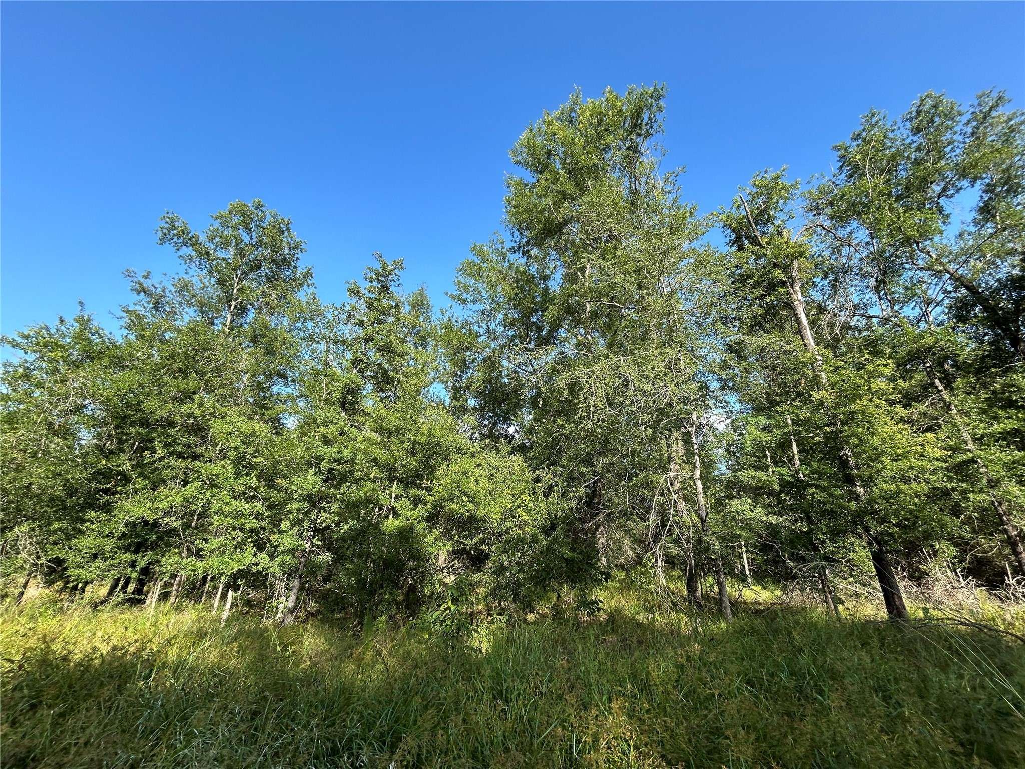 Lovelady, TX 77854,Tract 35 FM 230