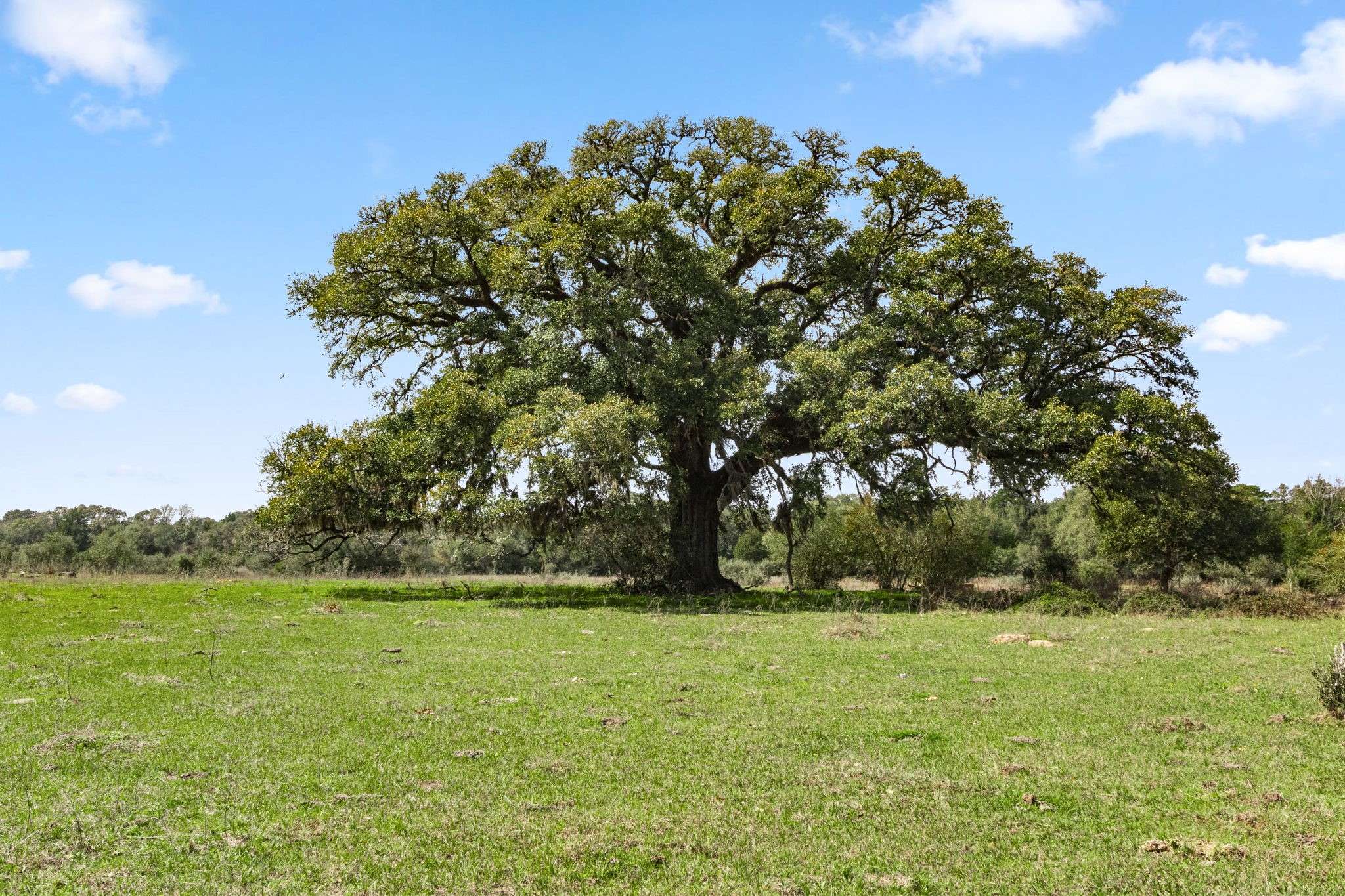 Alleyton, TX 78935,000 Frelsburg RD