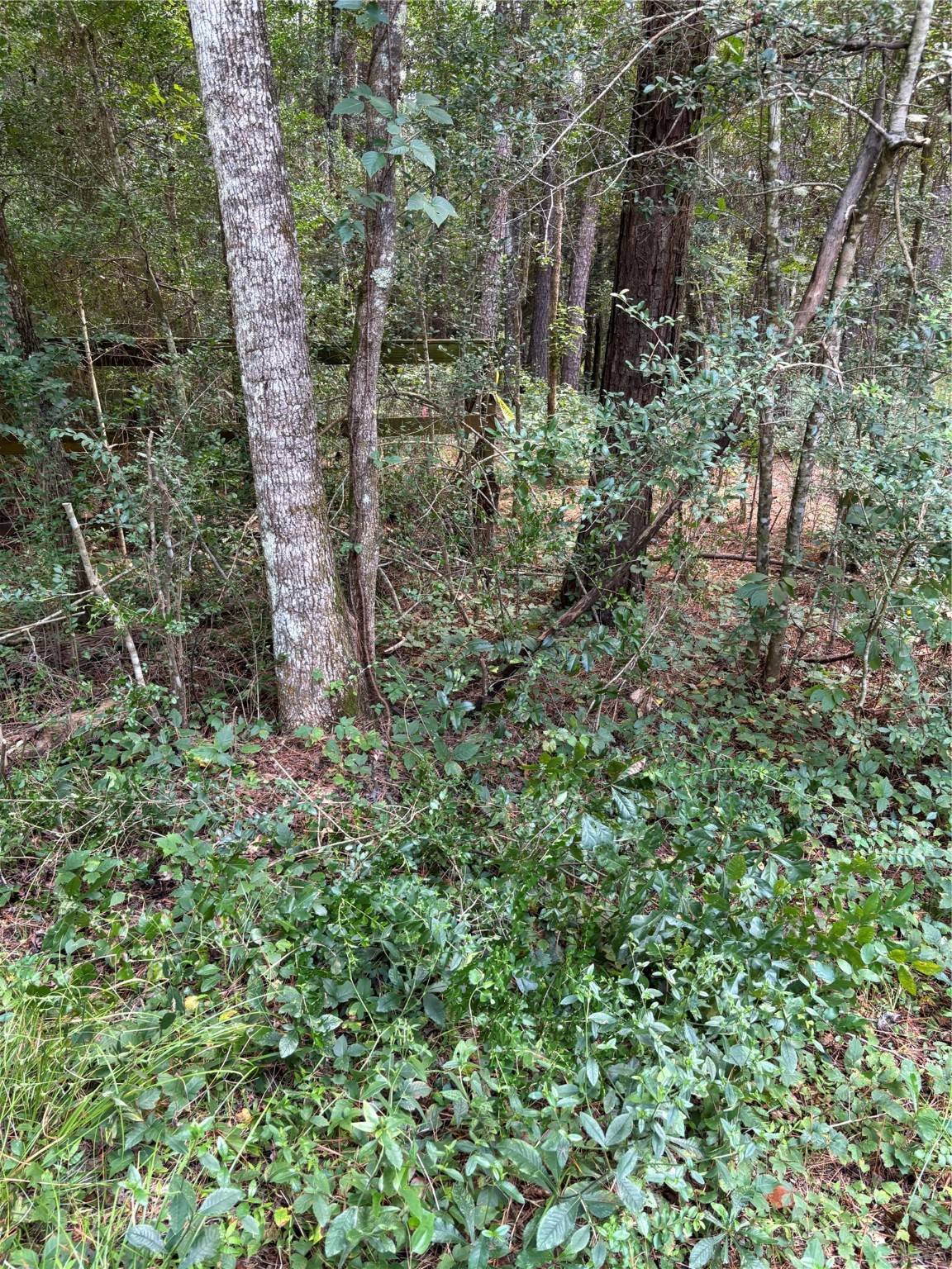 Magnolia, TX 77355,000 Bergman DR