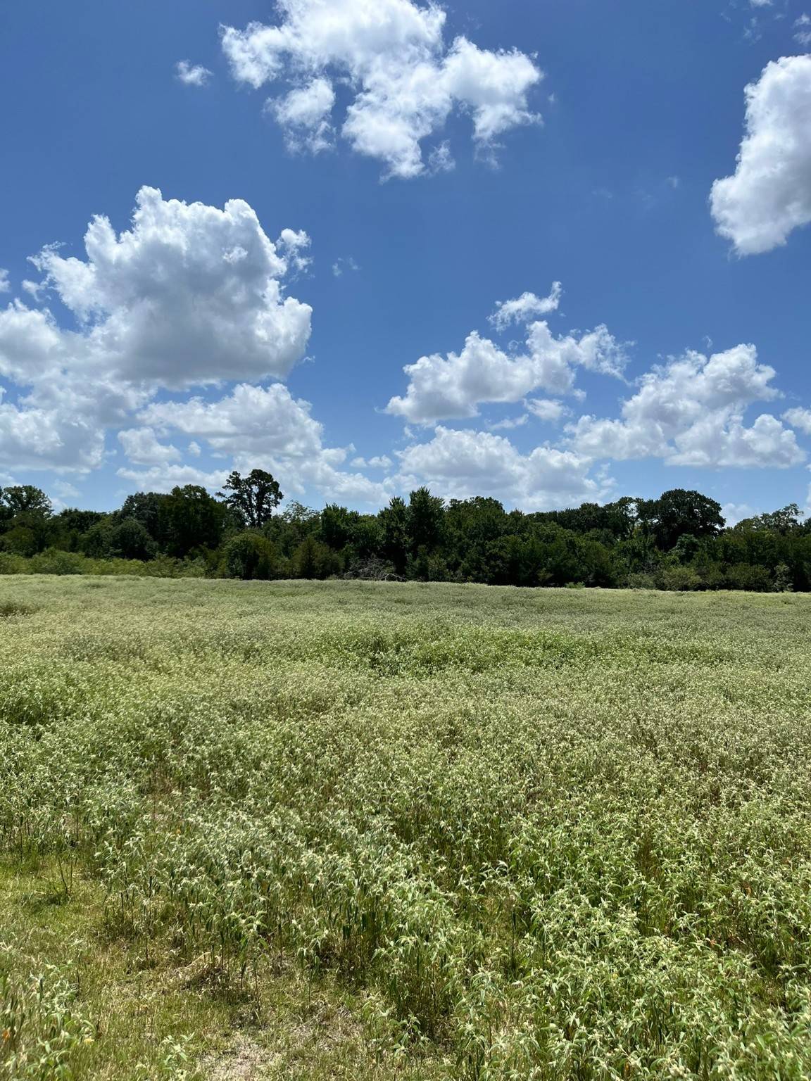 Flatonia, TX 78941,TBD Fm-2237