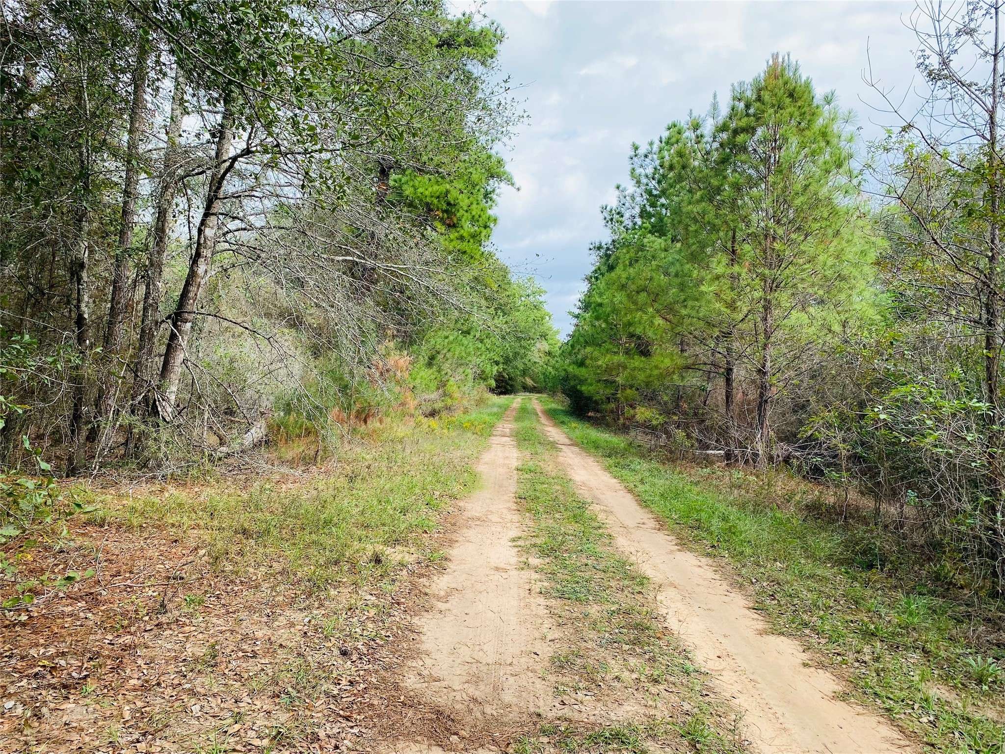 Hempstead, TX 77445,LOT 44 OWL DR