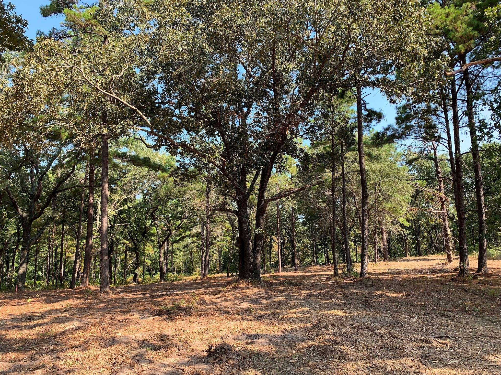 Larue, TX 75770,3196 Shadow Pine Lot 46 DR