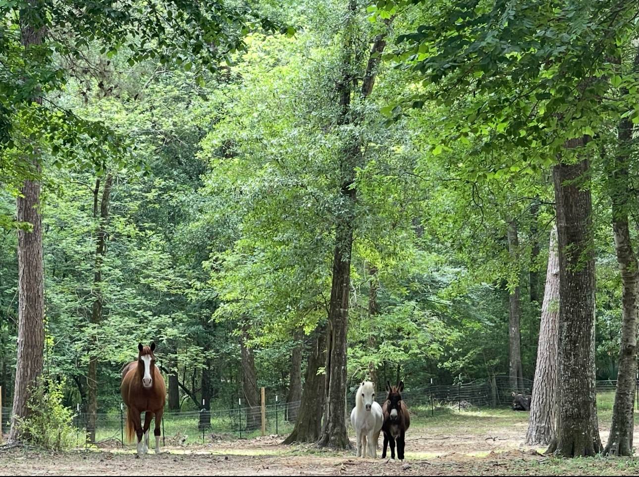 Magnolia, TX 77354,0 Mill Creek RD