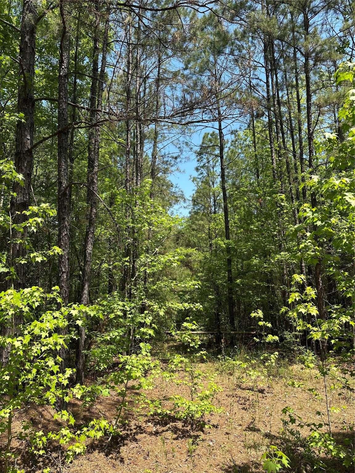 Colmesneil, TX 75938,TBD PR 7261