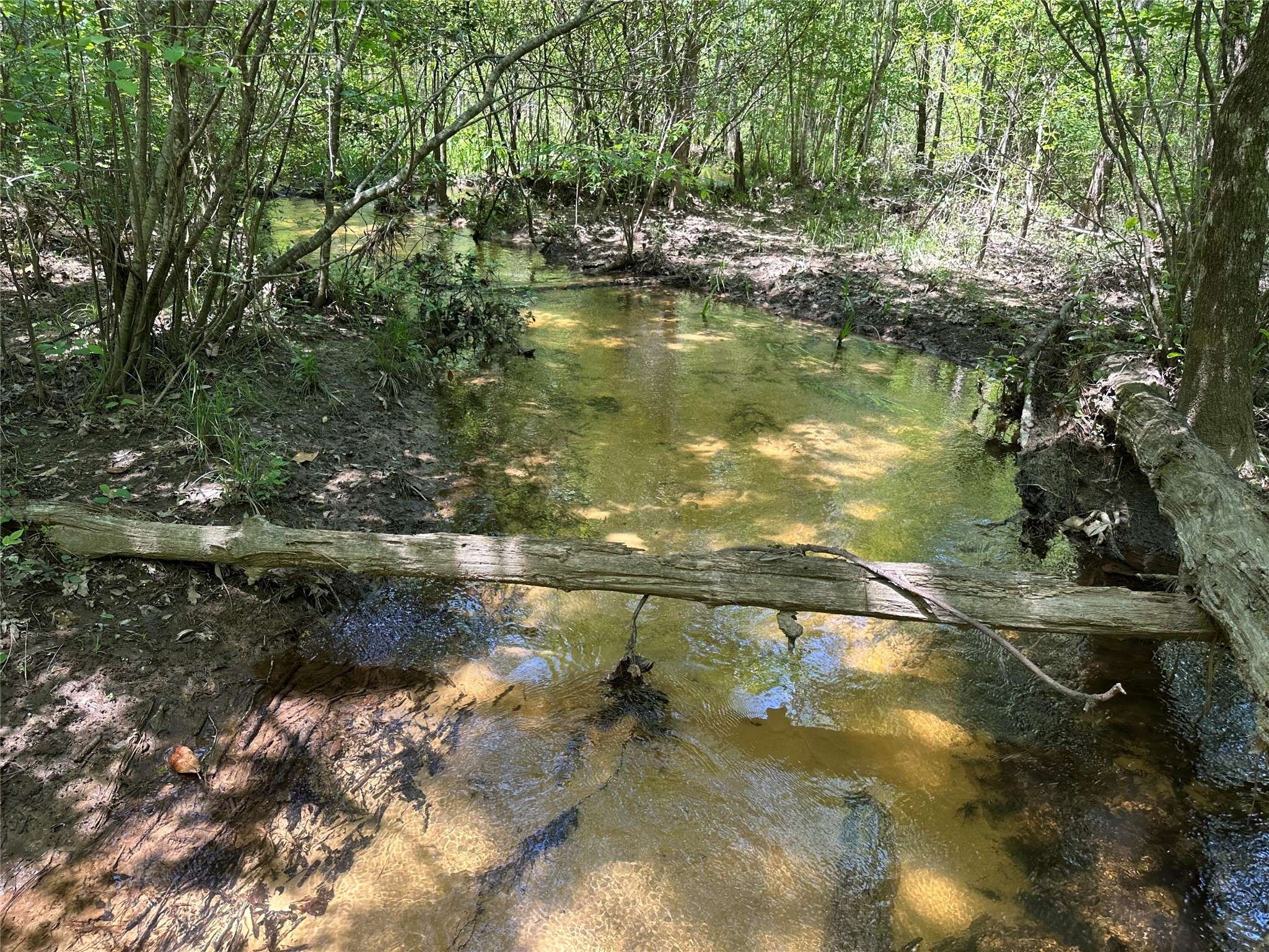Colmesneil, TX 75938,TBD PR 7261