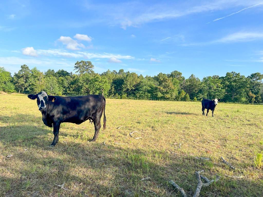 Plantersville, TX 77363,6275 County Road 206