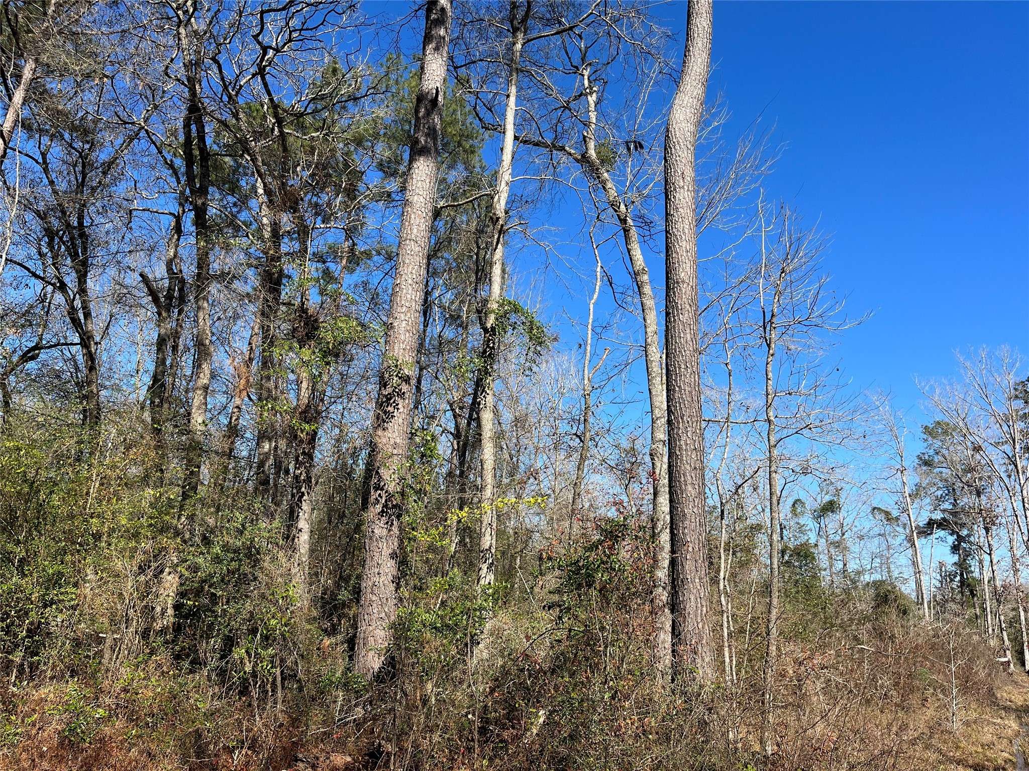 Shepherd, TX 77371,000 Pine Valley DR
