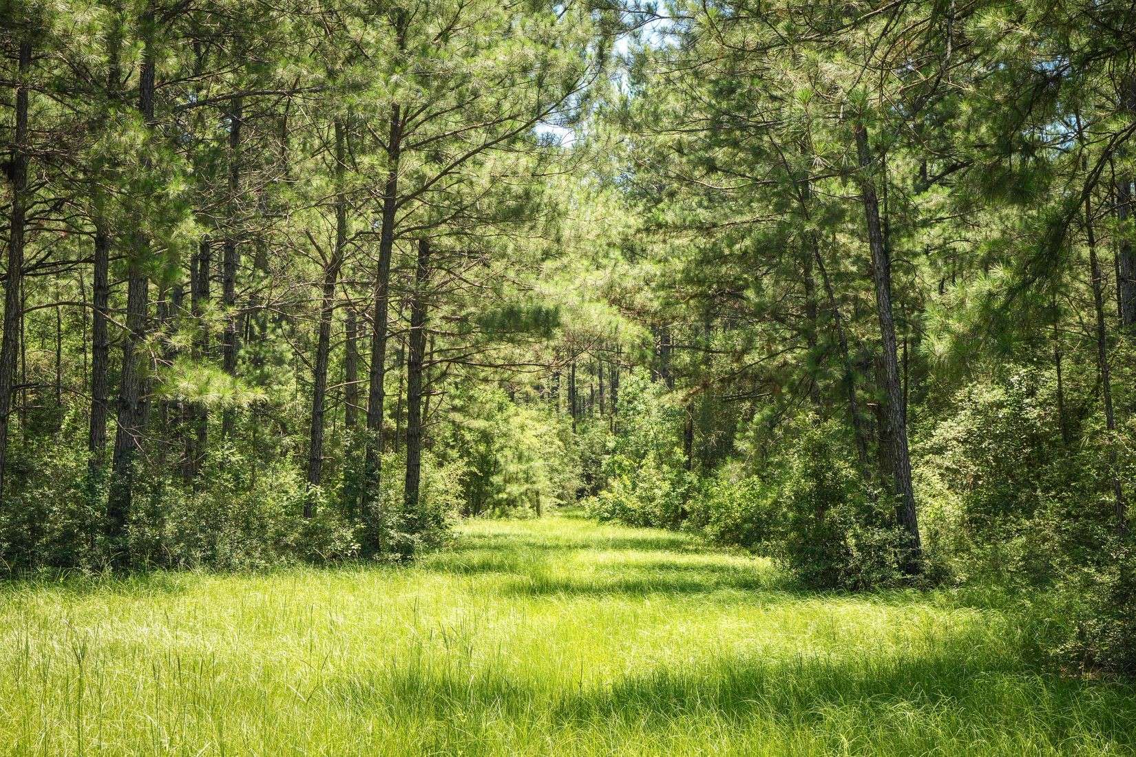 Hillister, TX 77624,850 County Road 4390