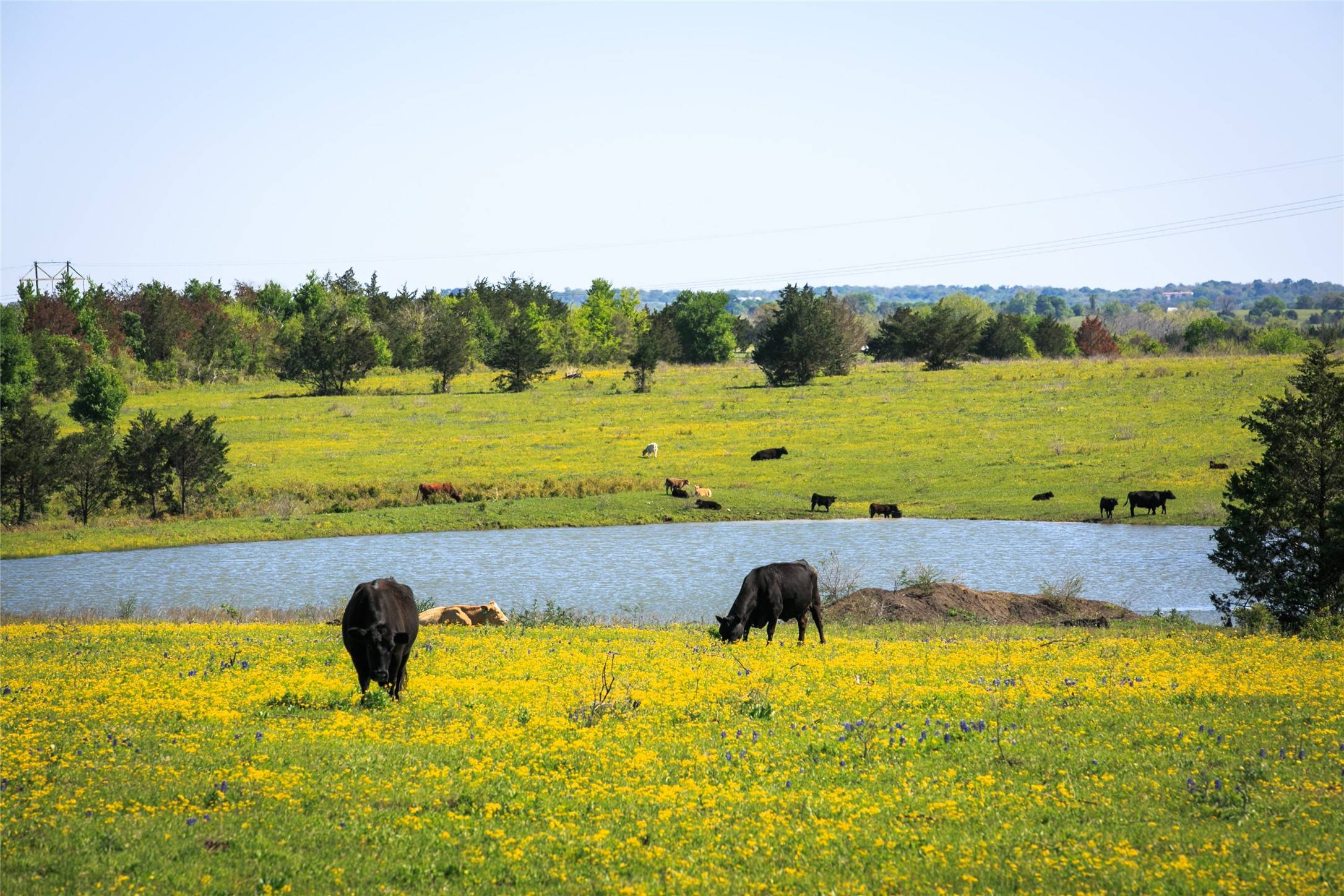 Chappell Hill, TX 77426,103 Acres Chadwick Hogan Road