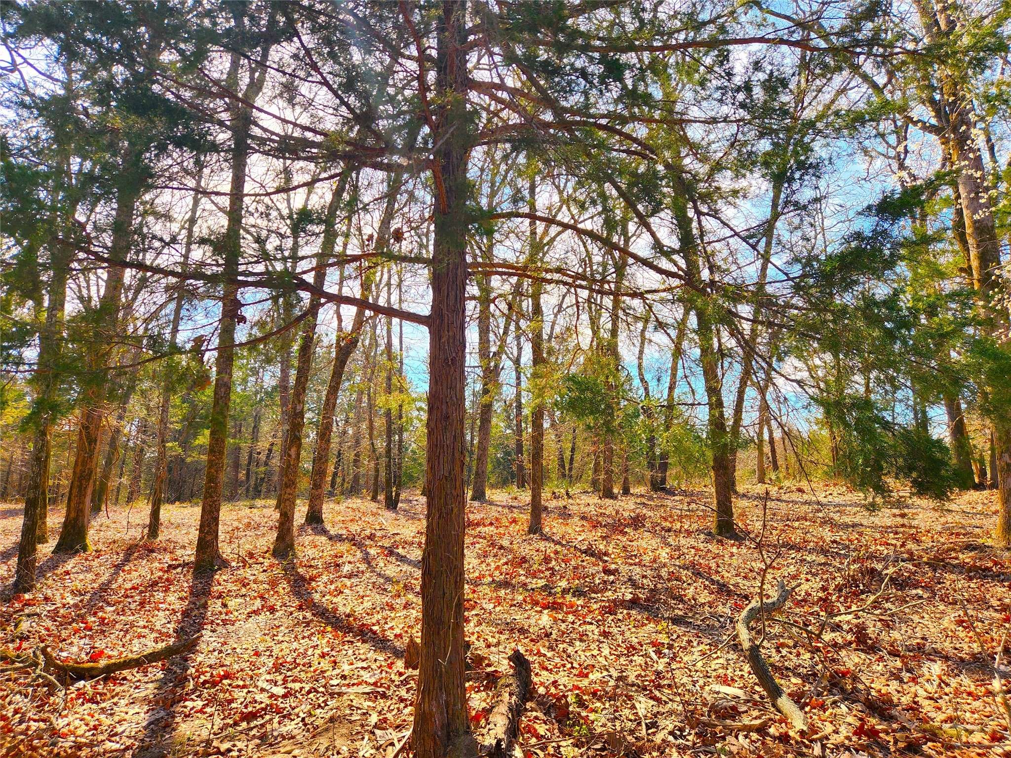 Larue, TX 75770,Lot 463 US-175