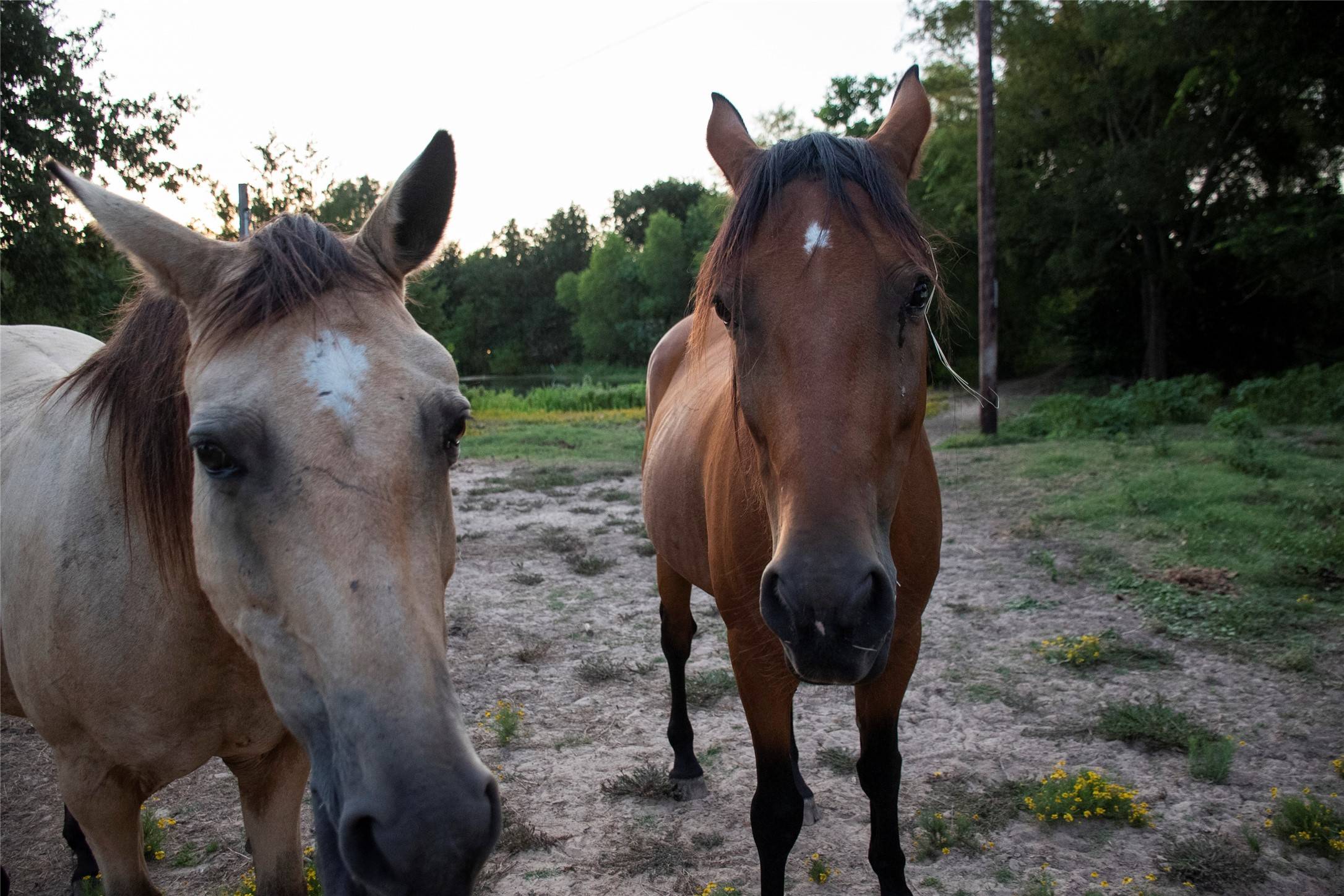 Grapeland, TX 75844,383 County Road 1875