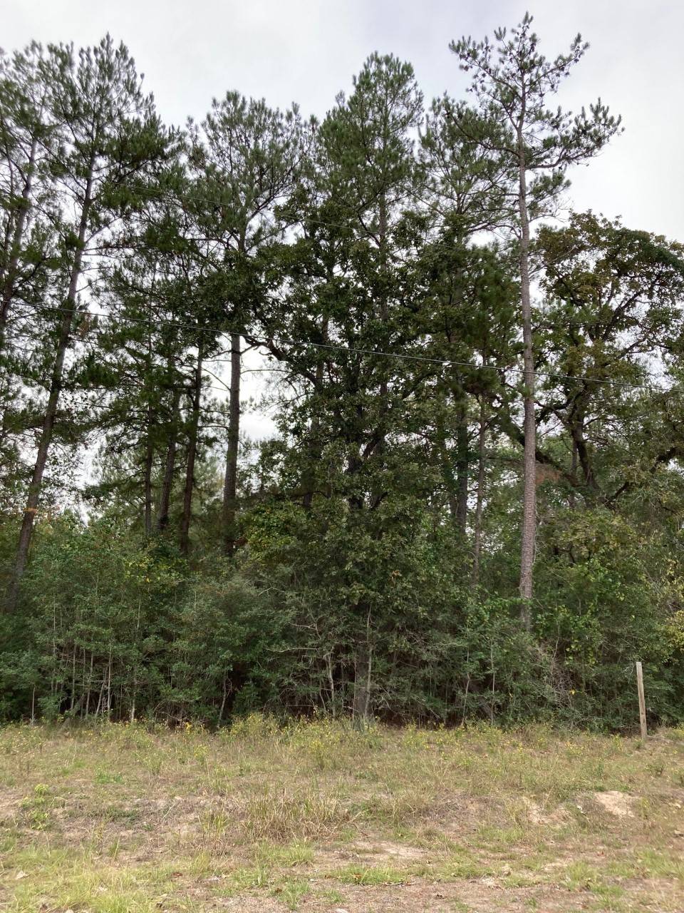 Plantersville, TX 77363,16596 Camelia Lane