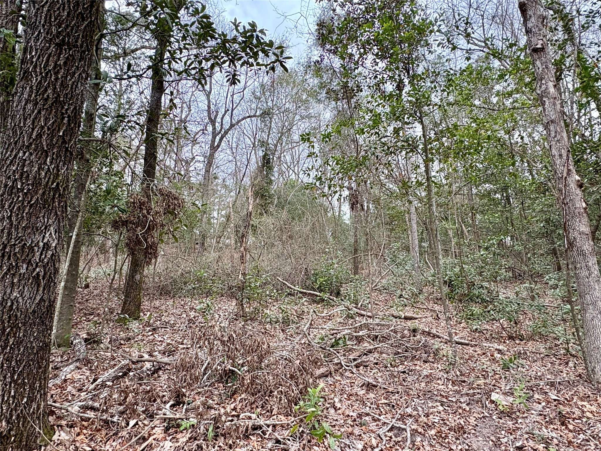 Livingston, TX 77351,TBD Hinson Hill RD