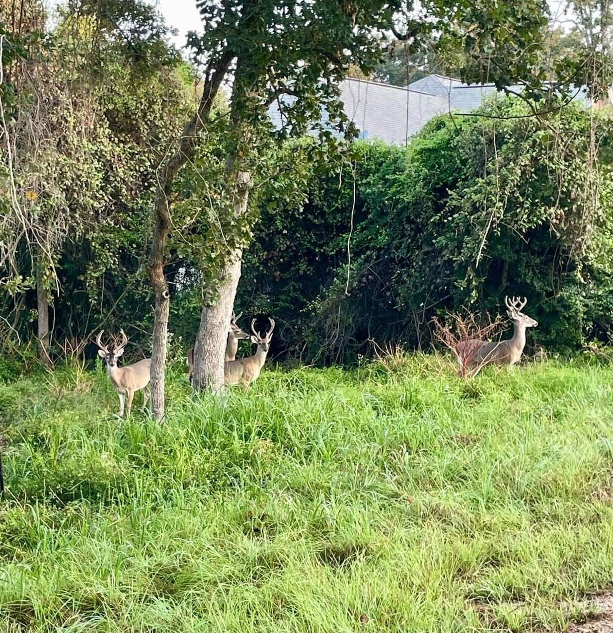 Hilltop Lakes, TX 77871,TBD Arnold Palmer