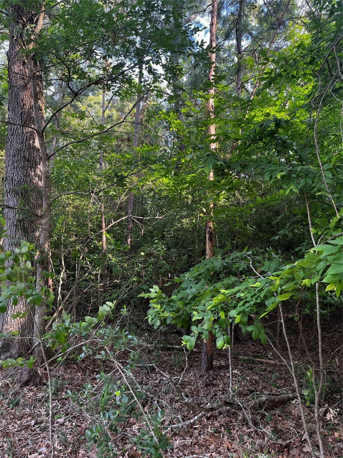 Livingston, TX 77351,106 Bowman DR