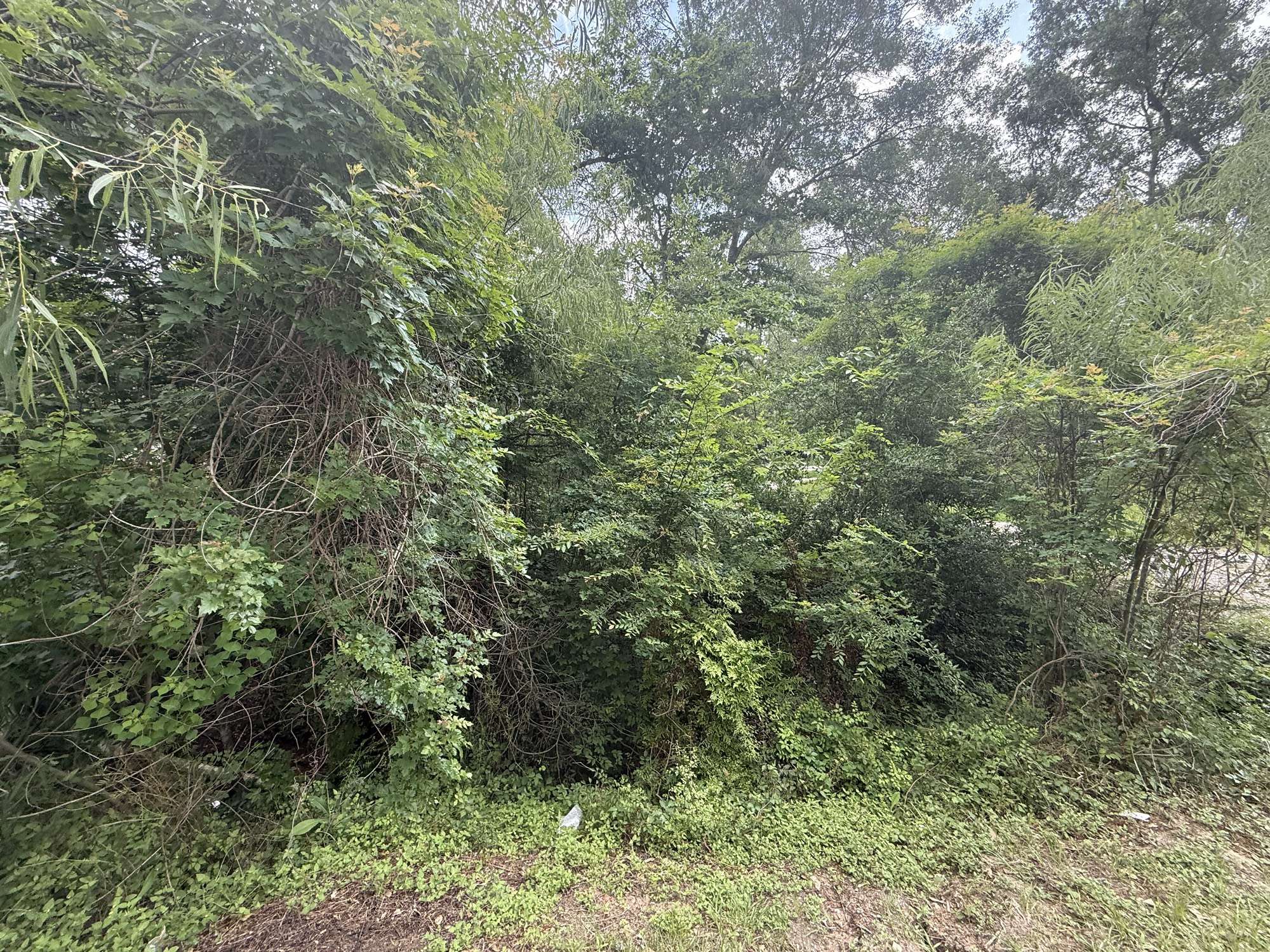 Magnolia, TX 77354,lot 31 IVY CT