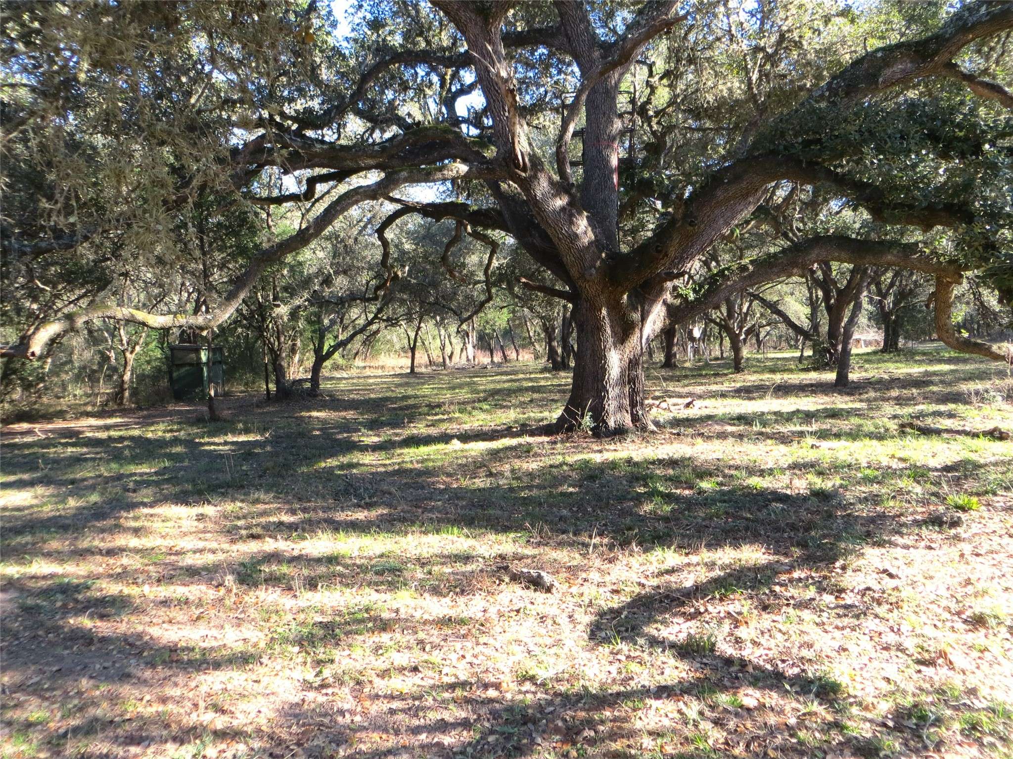 Hallettsville, TX 77964,8003 County Road 122