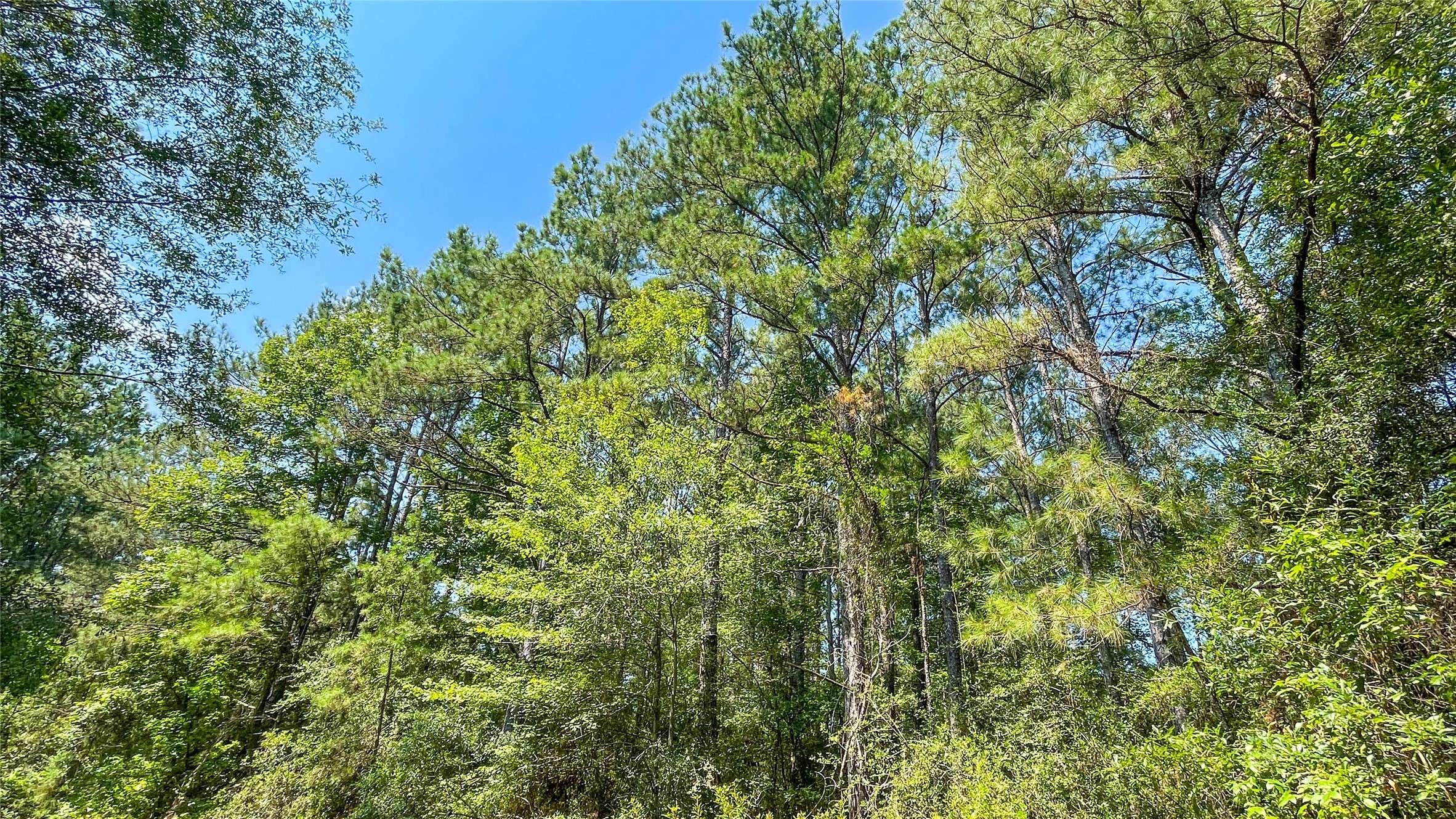 Kirbyville, TX 75966,1165 County Road 3064