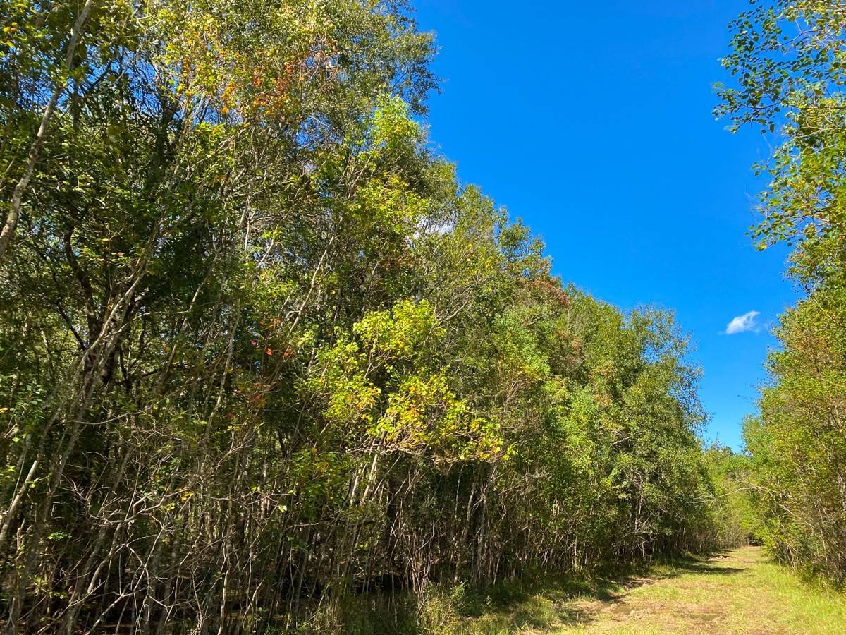 Devers, TX 77659,000000000 Gates Rd