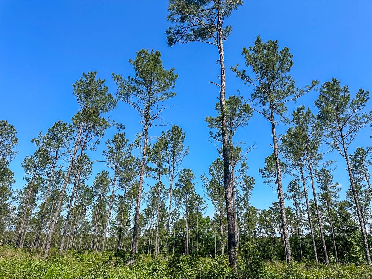 Groveton, TX 75854,36 Westville Road