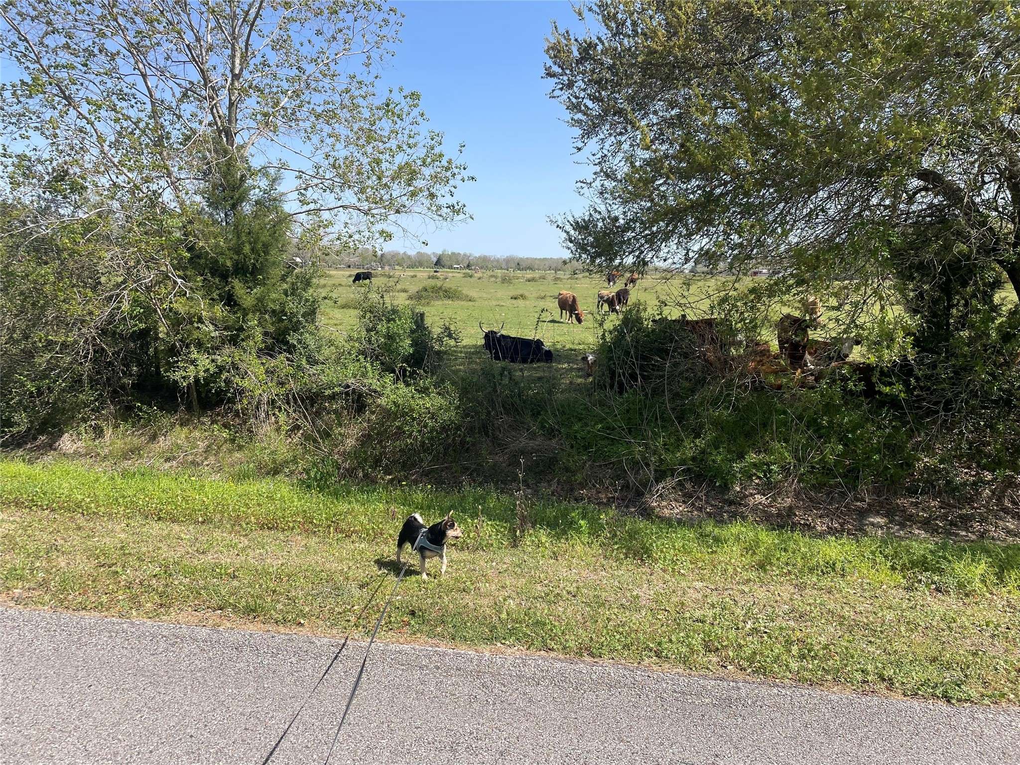 Manvel, TX 77578,0 Cty Rd 95 Mustang Bayou RD