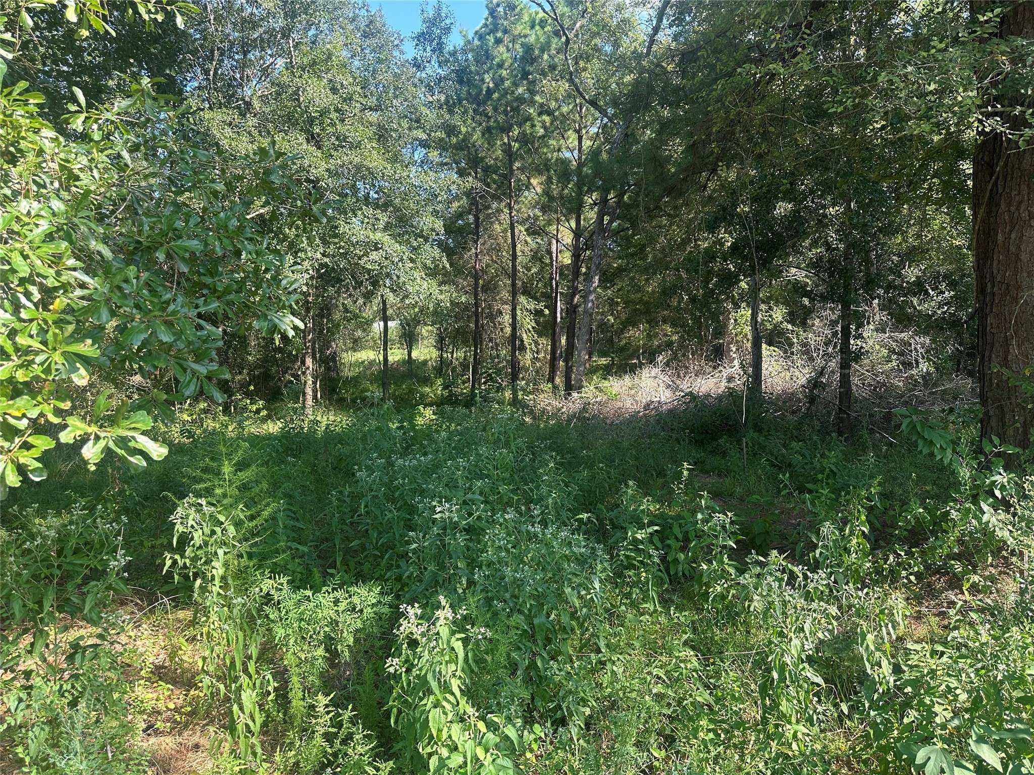 Hempstead, TX 77445,26546 Pin Oak DR