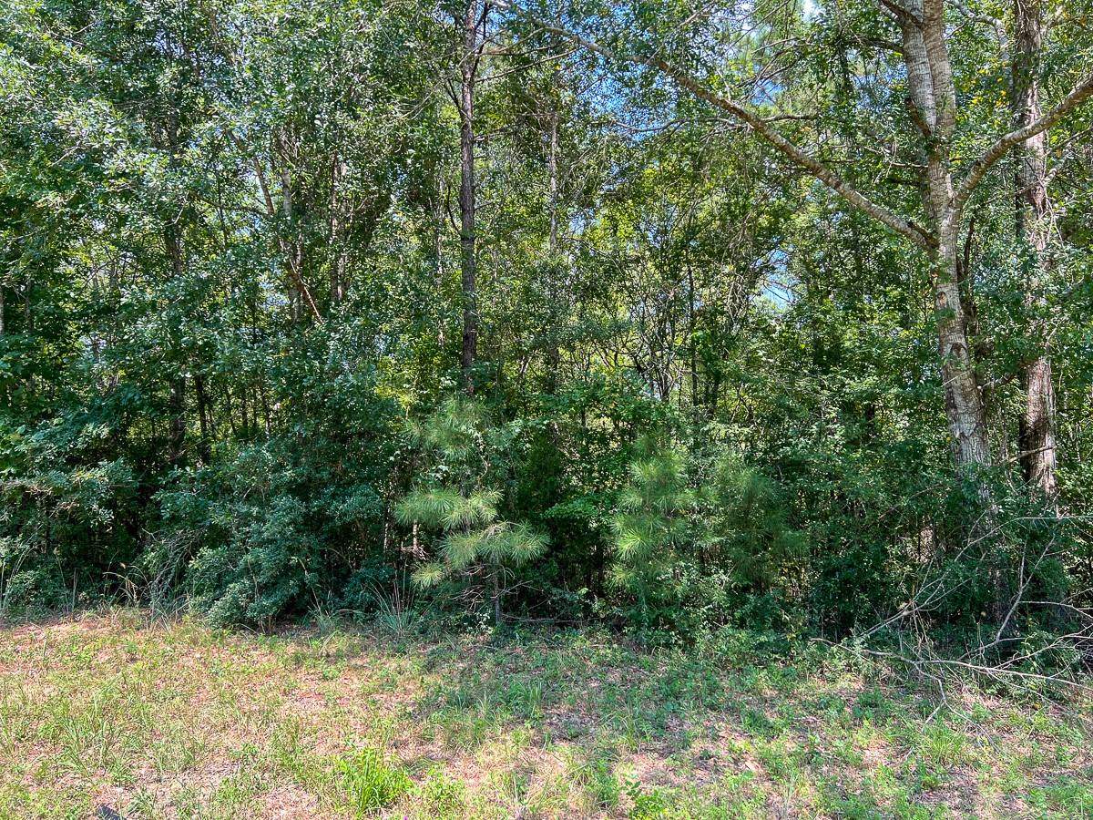 Woodville, TX 75979,3 Highway 190